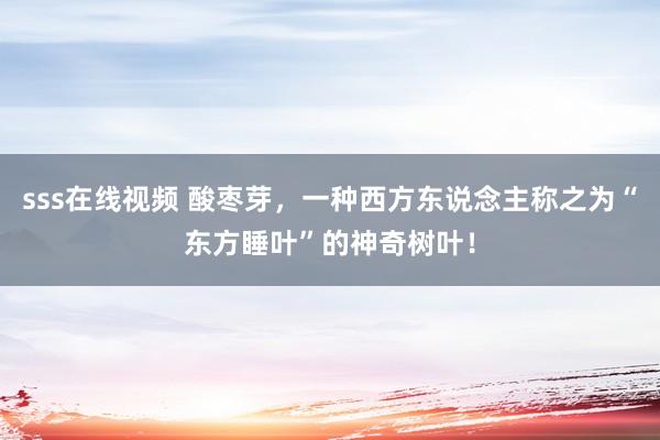 sss在线视频 酸枣芽，一种西方东说念主称之为“东方睡叶”的神奇树叶！