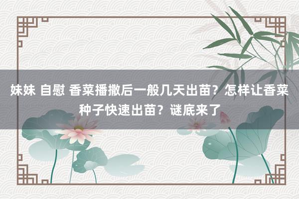 妹妹 自慰 香菜播撒后一般几天出苗？怎样让香菜种子快速出苗？谜底来了