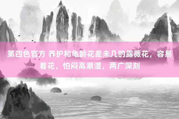 第四色官方 养护和龟龄花差未几的露薇花，容易着花，怕闷高潮湿，两广深刻