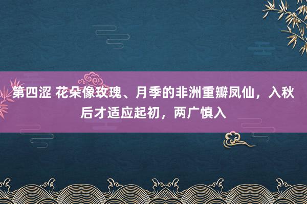 第四涩 花朵像玫瑰、月季的非洲重瓣凤仙，入秋后才适应起初，两广慎入
